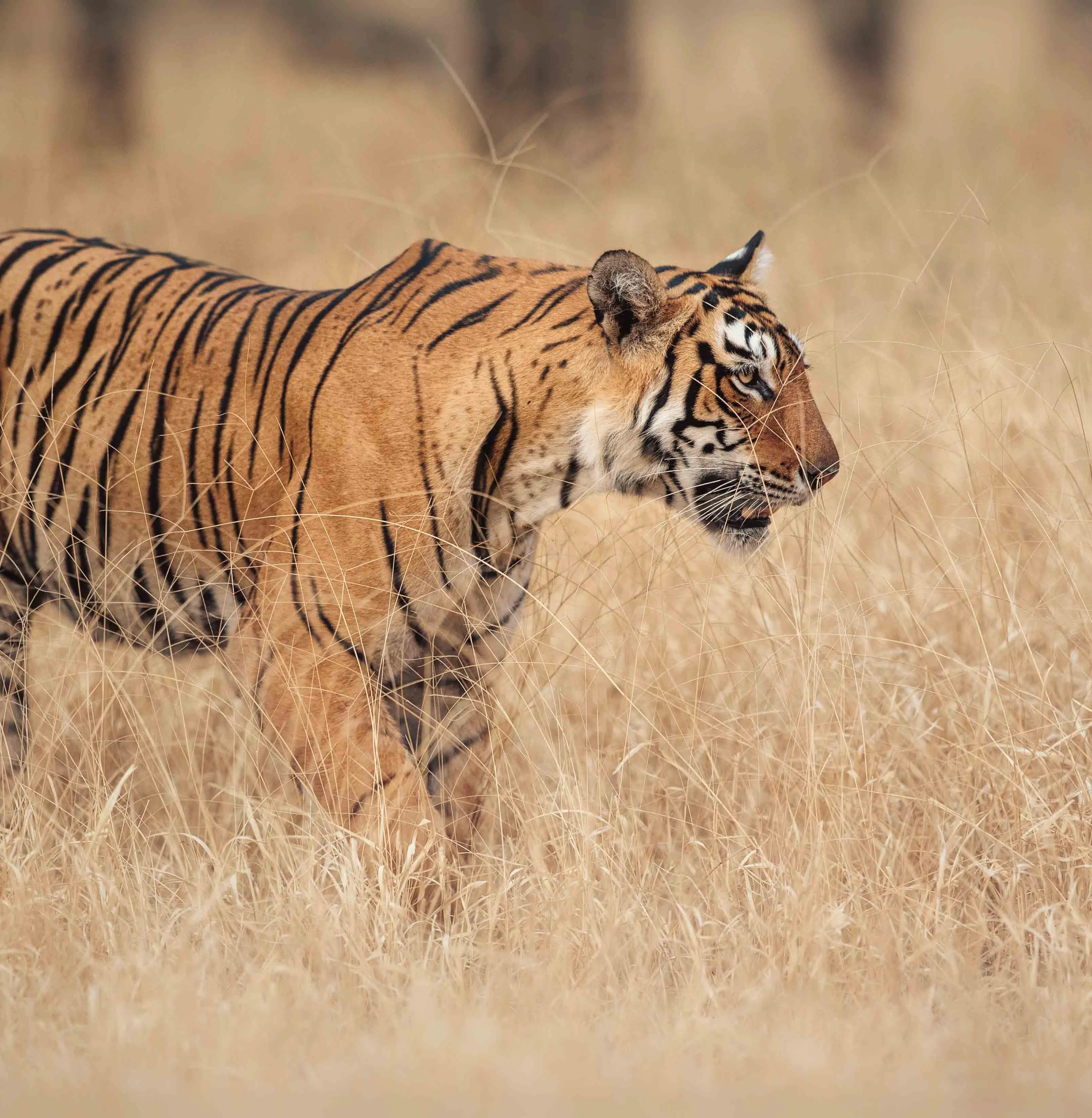 Bengal tiger India