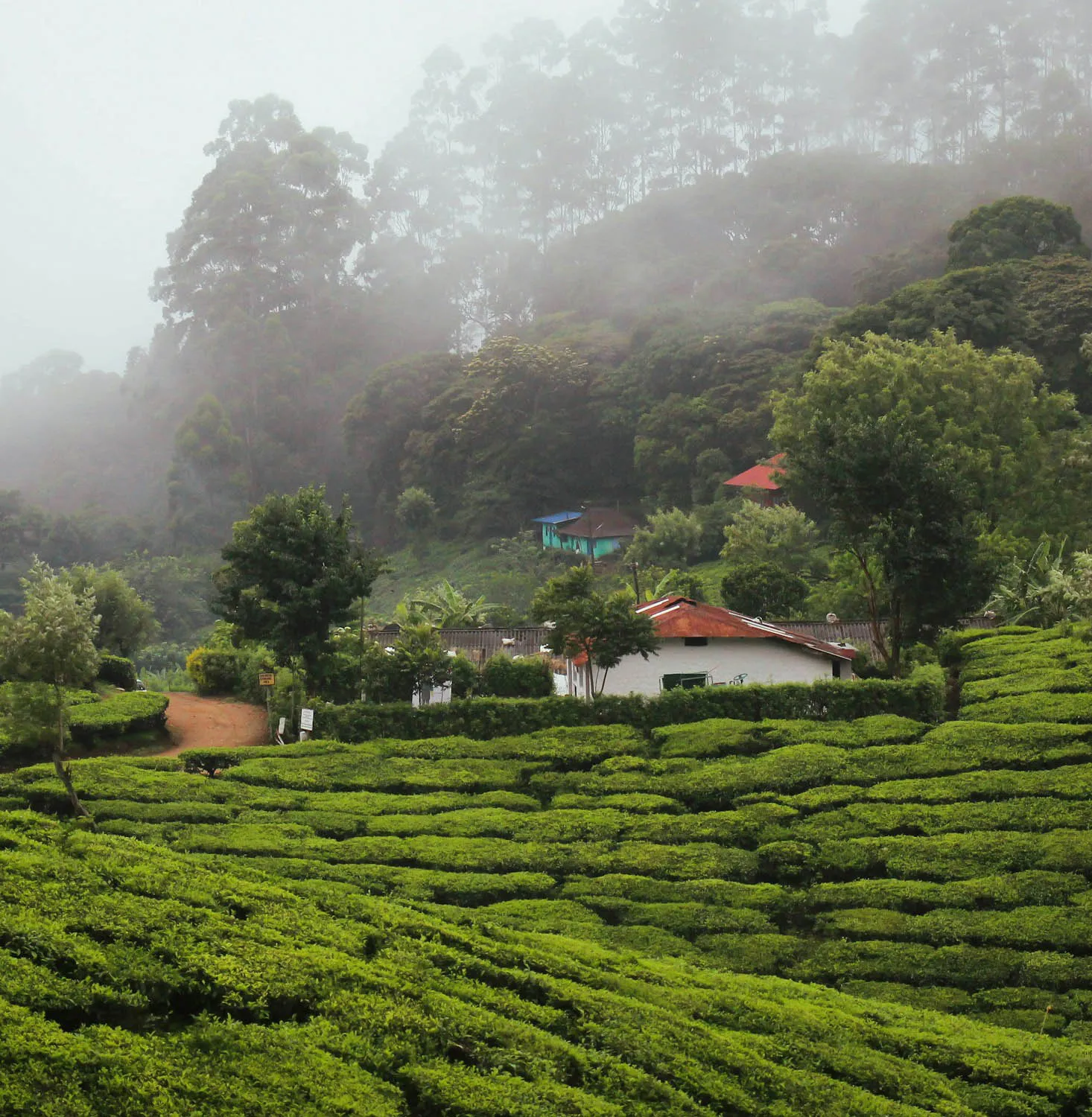 Munnar hills and tea gardens in Kerala