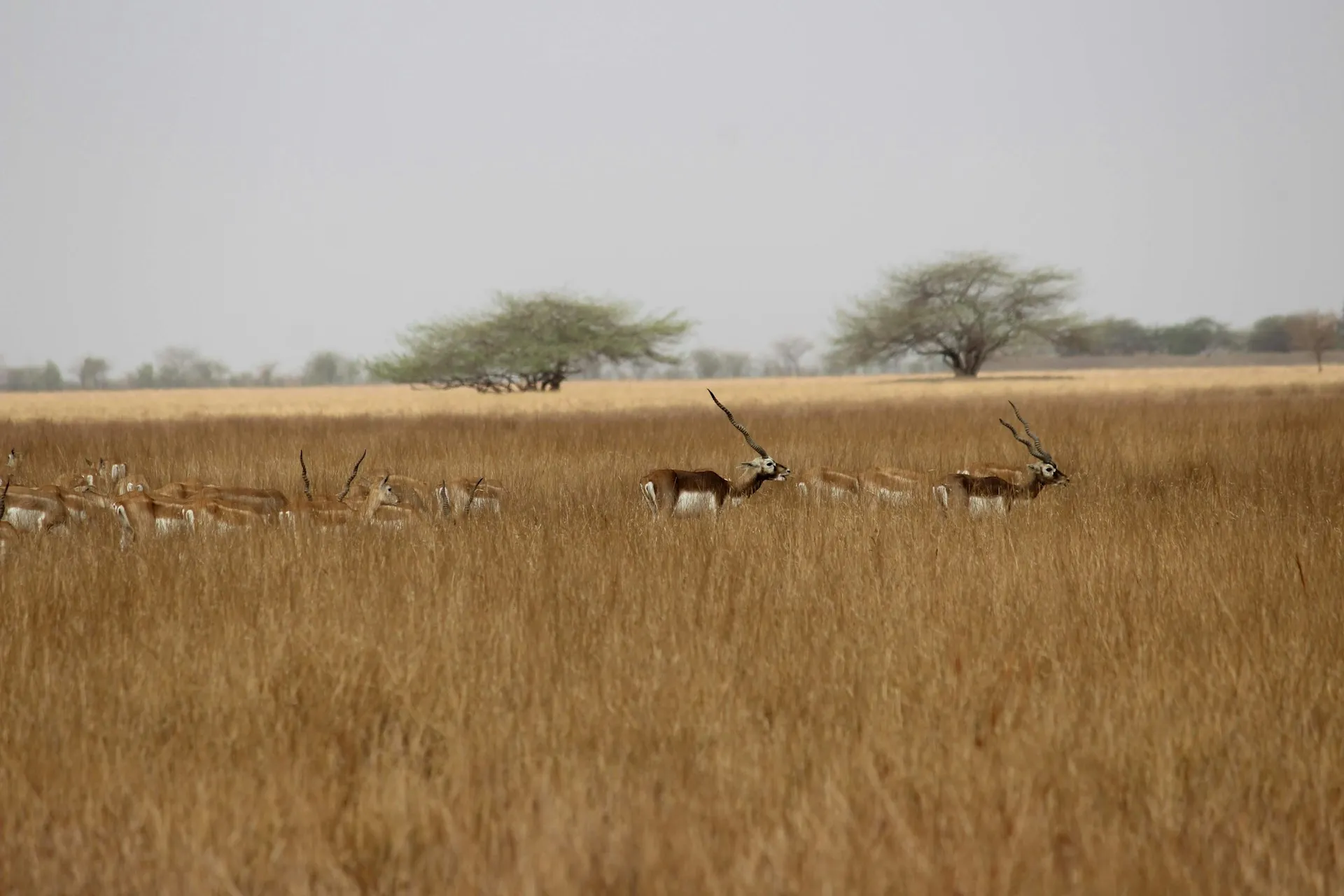Group of Blackbucks in Velavadar National Park Gujarat