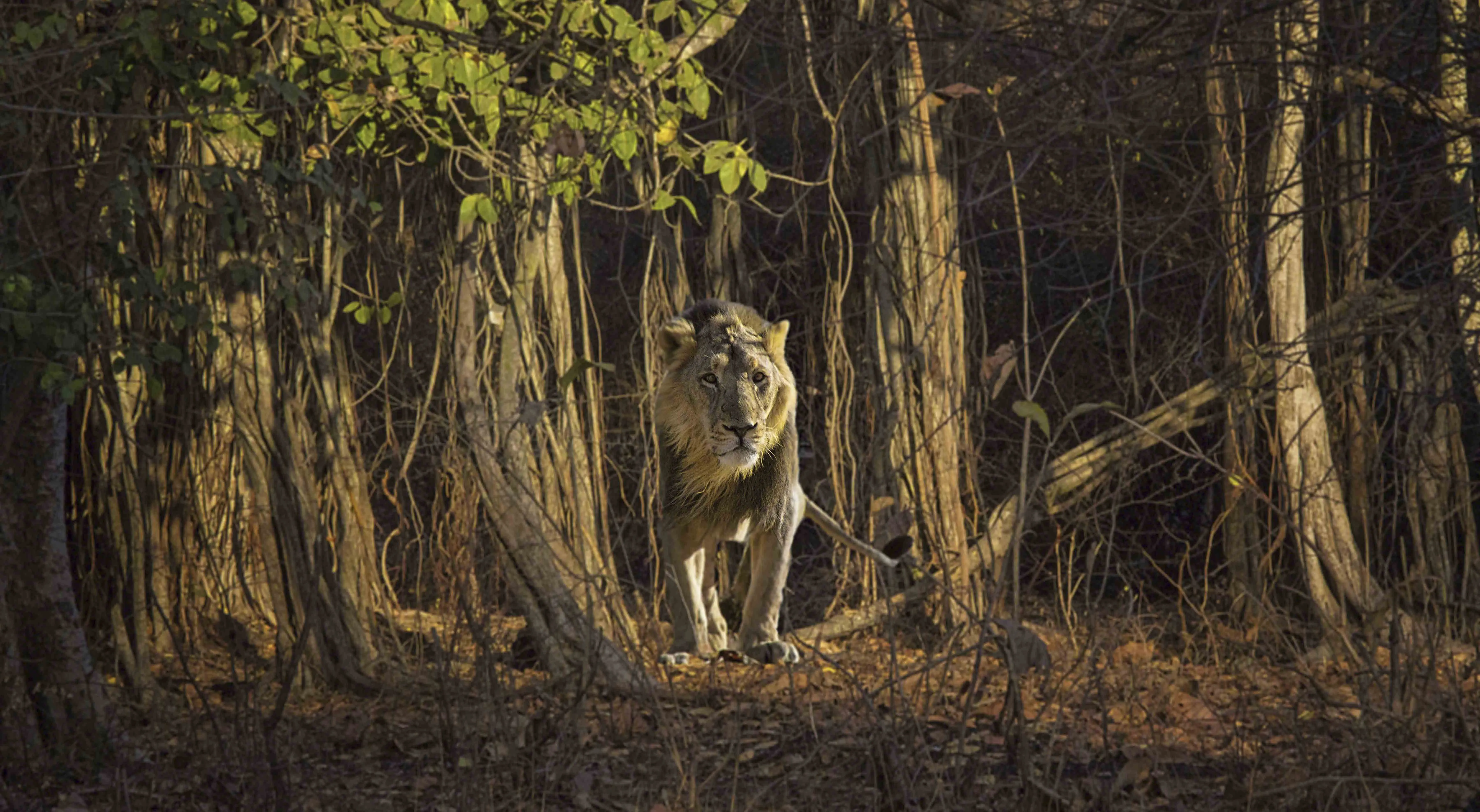 Scenic Heritage View of Gujarat India