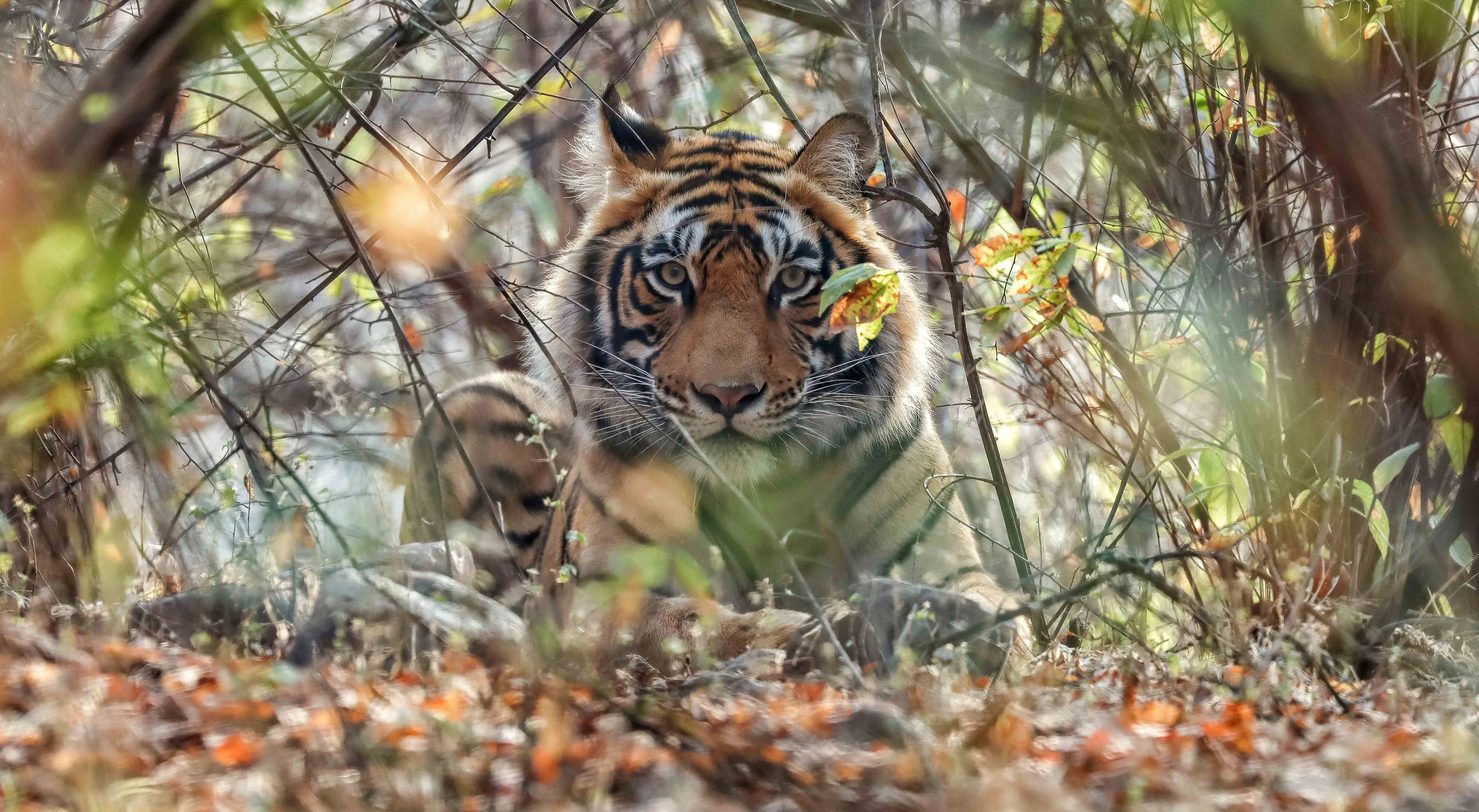 ranthambore-tiger-safari-jungle-india